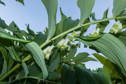 Vielblütige Weißwurz (Polygonatum multiflorum, Syn. Convallaria multiflora)