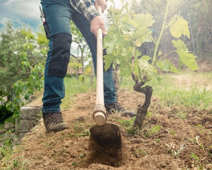 Farmer with hoe works the land in the vineyard at sunset. Agricultural industry, winery.
