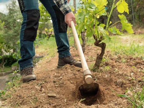 Farmer with hoe works the land in the vineyard. Agricultural industry, winery.