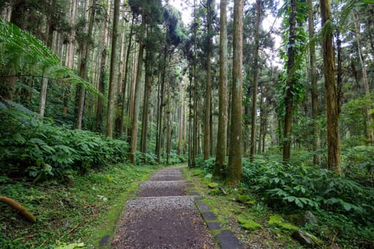 Hiking trail path in the tree forest