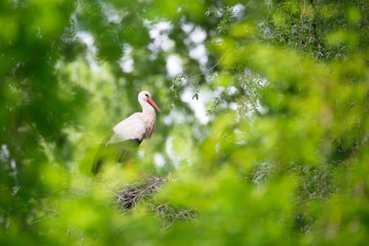 White storks on the nest surrounded by green trees, ciconia in spring, Oberhausen Heidelberg in Germany
