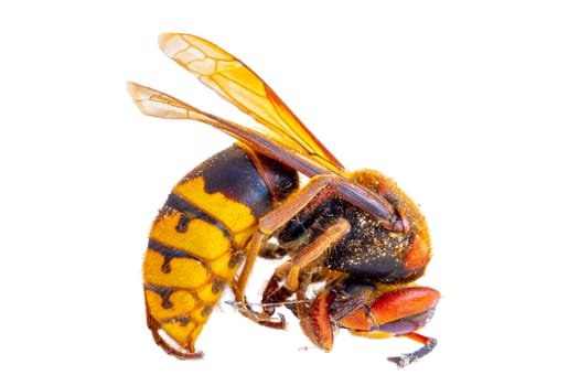 Hornet isolated. Close-up of a European Hornet (Vespa crabro). Side view. Macro.