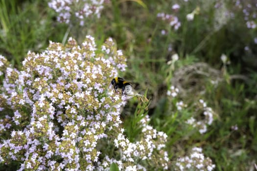 Detail of insect pollinating flowers in the field