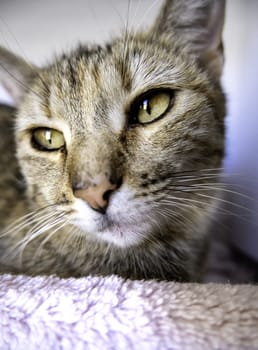 Detail of domestic animals abandoned in the street, animal abuse