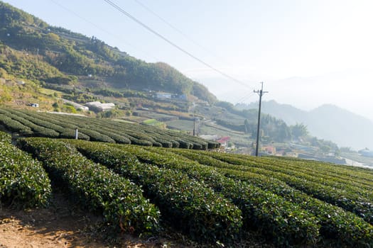 Tea field over the mountain in Alishan of Shizhuo in Taiwan
