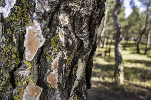 Detail of dry tree bark in a forest, nature