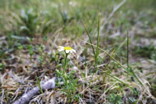 Detail of wild white flowers in nature