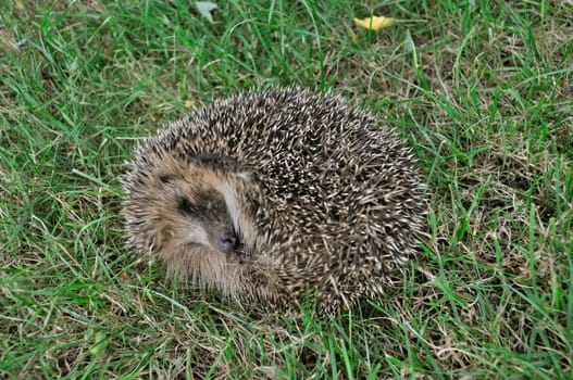 Hedgehog in a meadow