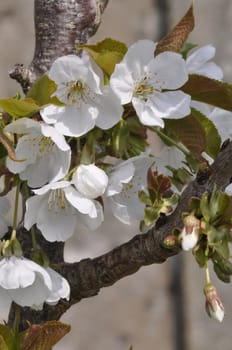Cherry blossom in Brittany