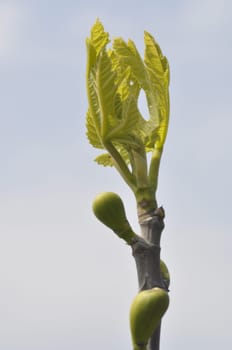fig tree in spring