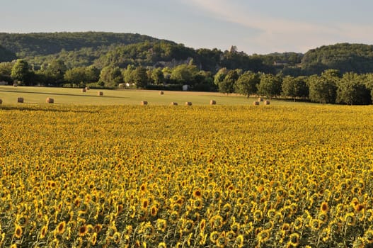 Domme, sun flower field