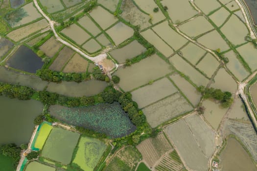 Top view of rice field in Hong Kong Sheung Shui