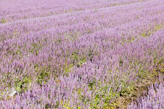 Chinese Mesona flower field in Taoyuan Yangmei District