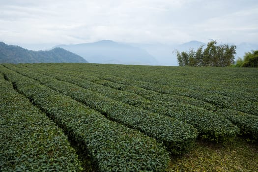 Green lush tea field in countryside