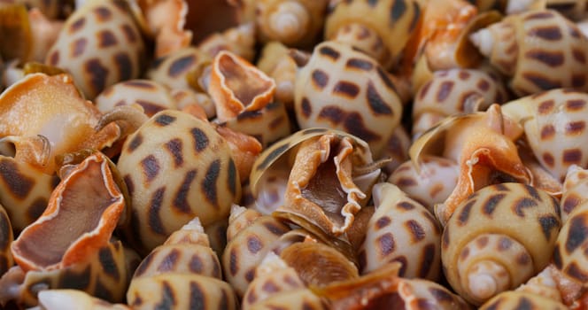 Close up of raw fresh sea snail
