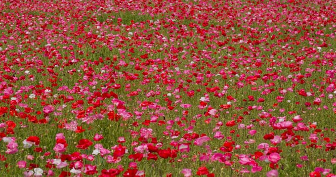 Pink poppy flower field garden