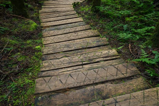 Beautiful wooden trail in the tree forest