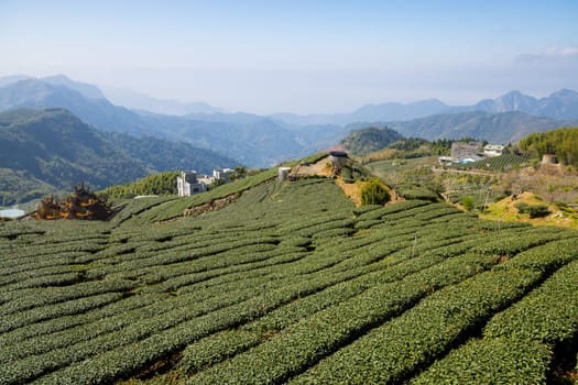 Tea farm on the valley of mountain