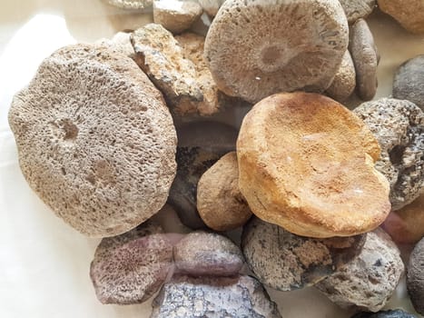 Old Fossil embedded in stone Rock