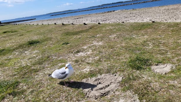 Seagulls on the beach, Netherlands at Brouwerdam