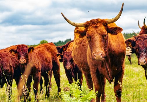 Salers cows cattle in Auvergne, France