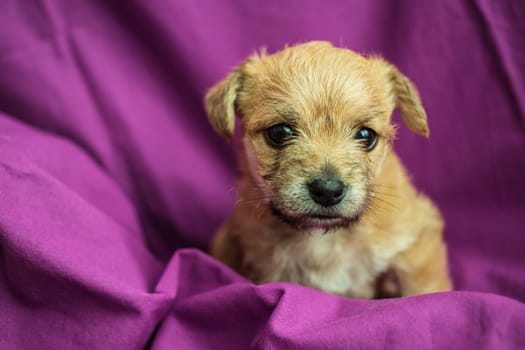 Cute puppy in folds of a purple fabric