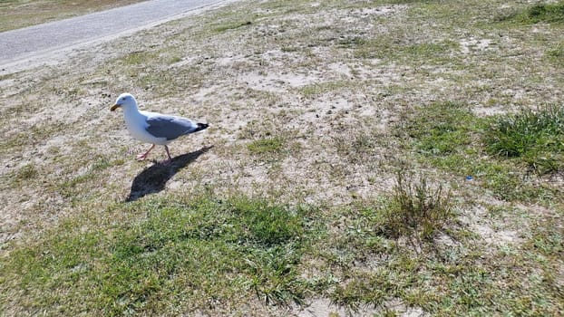 Seagulls on the beach, Netherlands at Brouwerdam