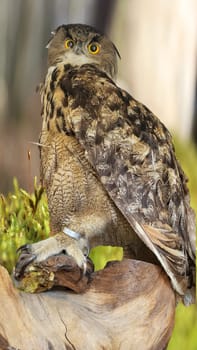 Portrait of eagle owl, Bubo bubo, a species of eagle owl, against blurred background