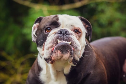 An adorable Olde English Bulldogge showing off his fangs. Photography taken in France