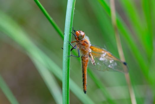 Red dragonfly is sitting on a green leaf, newly hatched insect, wetland Haff Reimich, nature reserve in Luxembourg