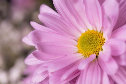Close up of purple daisy flower