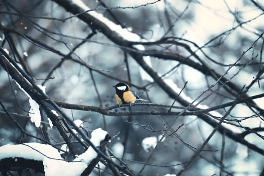 Great tit on snow-covered branches in a bush during snowfall. Bird species with black head and breast. Finch species. Animal photo from nature