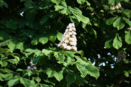 Chestnut blossom on the branch of a chestnut tree. White blossom on the dagger. Picture of a blossom