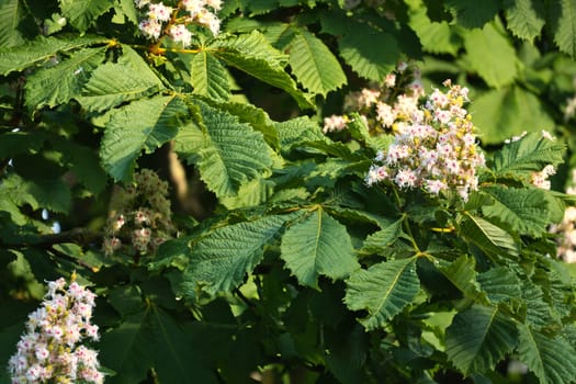 Chestnut blossom on the branch of a chestnut tree. White blossom on the dagger. Picture of a blossom