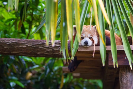 Red panda, Ailurus Fulgens, cute lazy animal resting on wooden