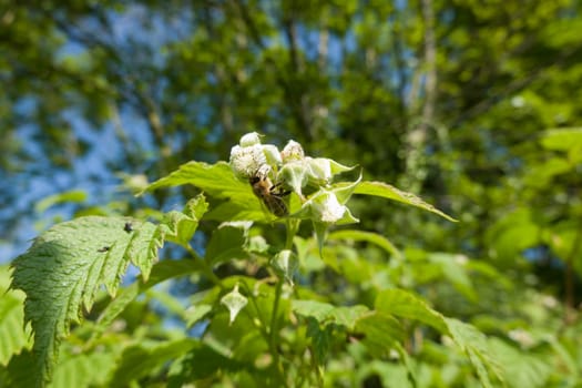 Himbeere (Rubus idaeus) - blühender Strauch