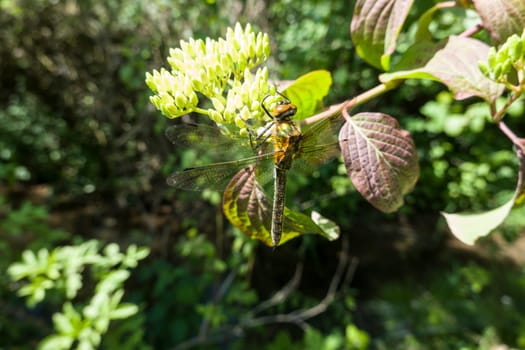 Falkenlibelle oder Gemeine Smaragdlibelle (Cordulia aenea) im Garten, Nordrhein-Westfalen, Deutschland, Weilerswist