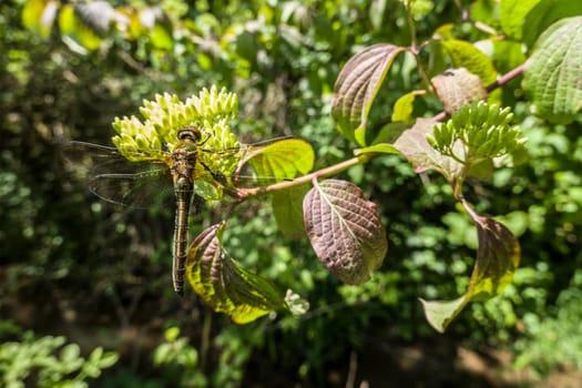 Falkenlibelle oder Gemeine Smaragdlibelle (Cordulia aenea) im Garten, Nordrhein-Westfalen, Deutschland, Weilerswist