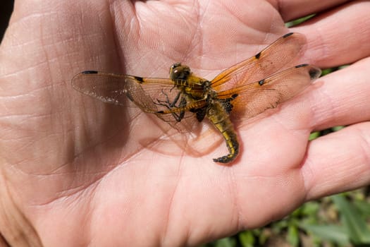 tote VierfleckLibelle (Libellula quadrimaculata) liegt auf einer Hand