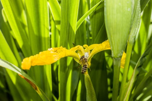 weisse Krabbenspinne mit erbeuteter Honigbiene (Apis mellifera) an einer Wasser-Schwertlilie