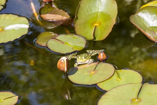 Teichfrosch (Pelophylax esculentus, Syn. Rana esculenta) im Seerosenteich