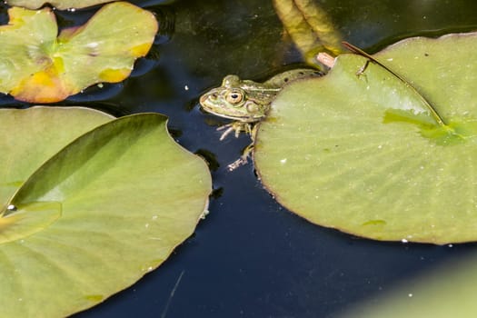 Teichfrosch (Pelophylax esculentus, Syn. Rana esculenta) im Seerosenteich