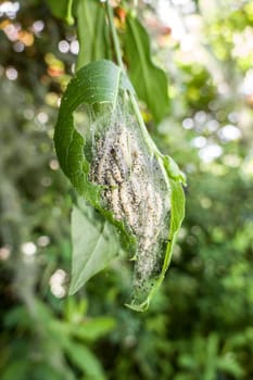 Raupen der Pfaffenhütchen-Gespinstmotte (Yponomeuta cagnagella) an einem Gewöhnlichen Spindelstrauch (Euonymus europaeus)