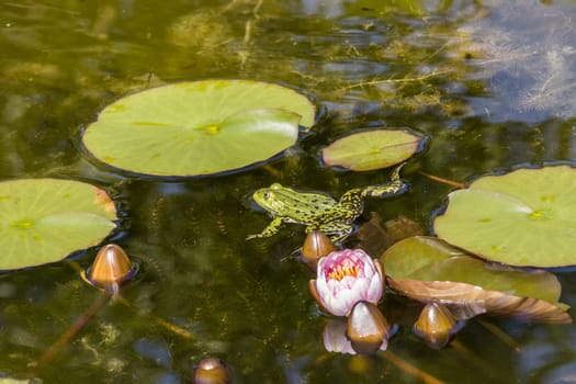 Teichfrosch (Pelophylax esculentus, Syn. Rana esculenta) im Seerosenteich
