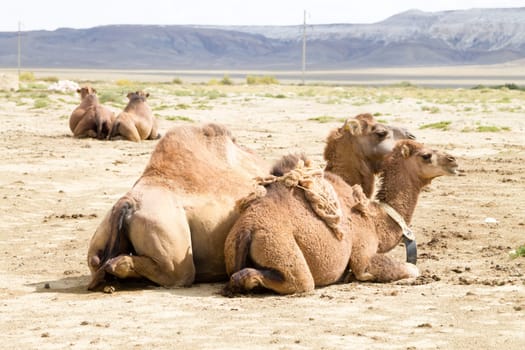Camel breeding at Senek town, Mangystau, Kazakhstan. Animal background