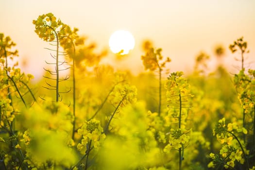 Flowering  colza plants used for green energy and oil industry, rape seed on sunset background