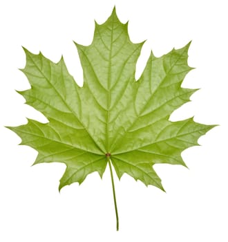 Green Norway maple leaf on isolated background, back side