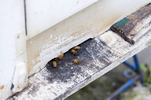 Swarm of busy honey bees entering beehives in the garden