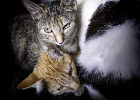 Detail of domestic animals abandoned in the street, animal abuse