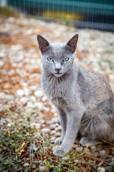 Detail of Russian blue cat abandoned on the street, adoption
